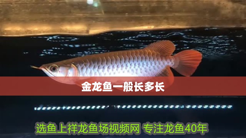 金龍魚一般長多長