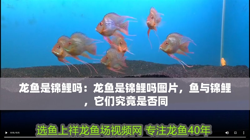 龍魚是錦鯉嗎：龍魚是錦鯉嗎圖片，魚與錦鯉，它們究竟是否同