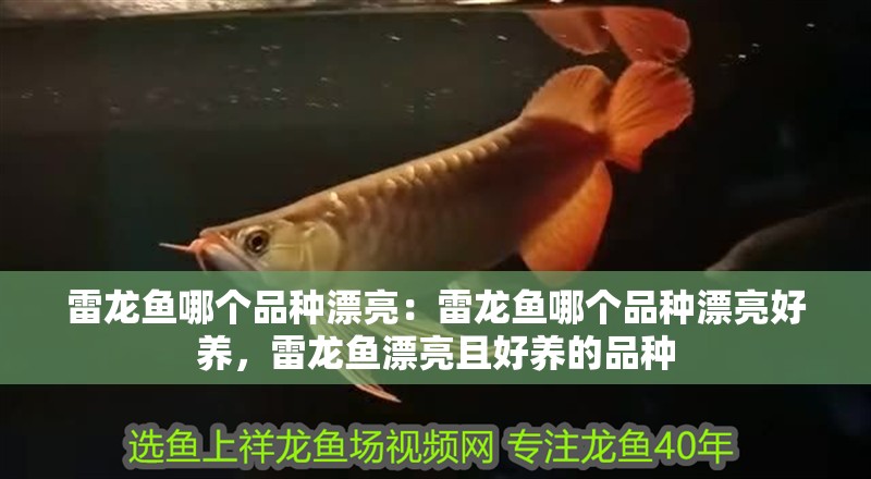 雷龍魚哪個(gè)品種漂亮：雷龍魚哪個(gè)品種漂亮好養(yǎng)，雷龍魚漂亮且好養(yǎng)的品種 雷龍魚哪個(gè)品種漂亮：雷龍魚哪個(gè)品種漂亮好養(yǎng)，雷龍魚漂亮且好養(yǎng)的品種 水族問答