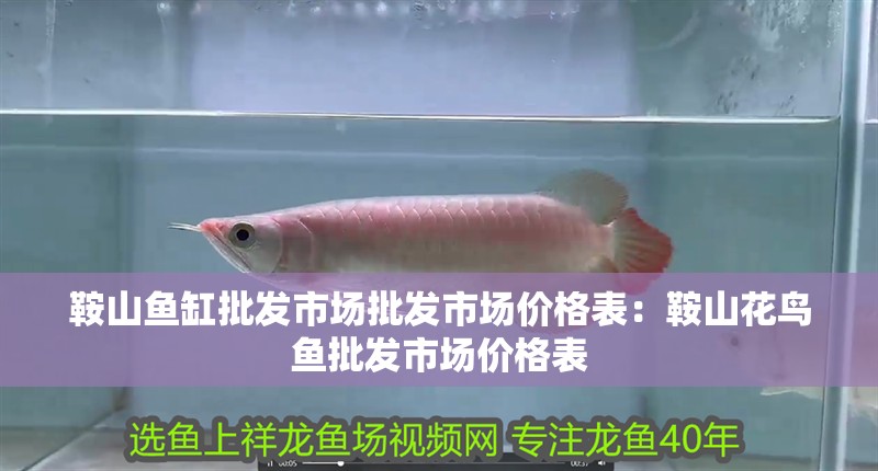 鞍山魚缸批發市場批發市場價格表：鞍山花鳥魚批發市場價格表