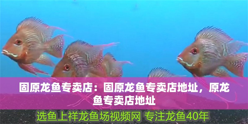 固原龍魚專賣店：固原龍魚專賣店地址，原龍魚專賣店地址