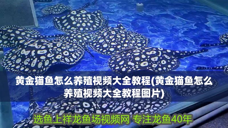 黃金貓魚怎么養殖視頻大全教程(黃金貓魚怎么養殖視頻大全教程圖片)
