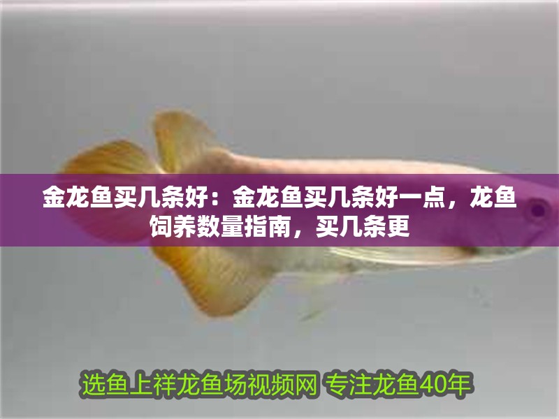 金龍魚買幾條好：金龍魚買幾條好一點，龍魚飼養(yǎng)數(shù)量指南，買幾條更