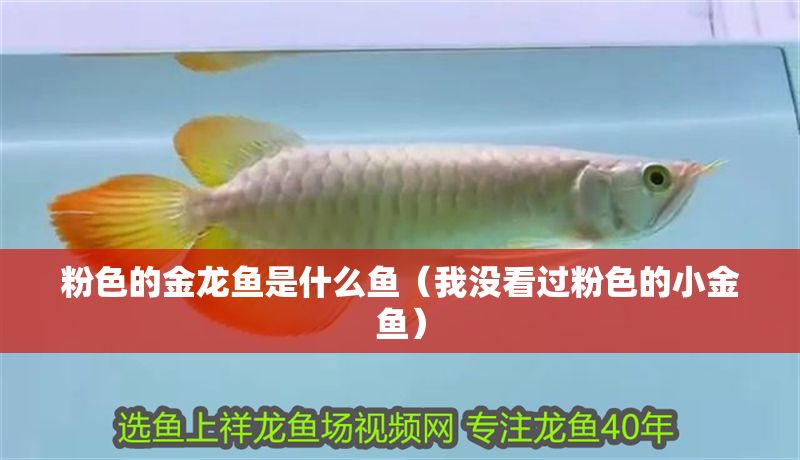 粉色的金龍魚是什么魚（我沒看過粉色的小金魚） 粉色的金龍魚是什么魚（我沒看過粉色的小金魚） 虎魚百科 第1張