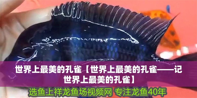 世界上最美的孔雀【世界上最美的孔雀——記世界上最美的孔雀】