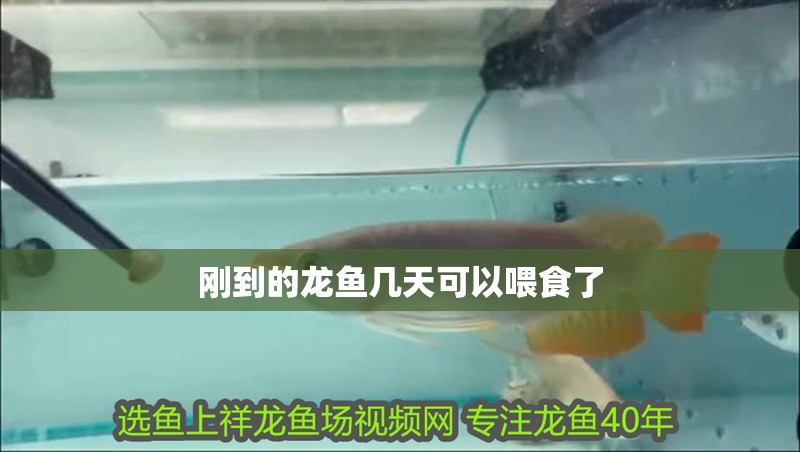 剛到的龍魚幾天可以喂食了 剛到的龍魚幾天可以喂食了 龍魚百科