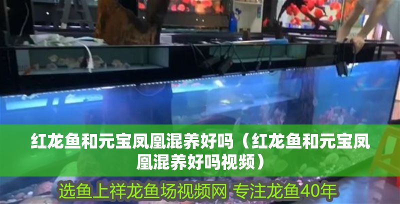 紅龍魚和元寶鳳凰混養好嗎(紅龍魚和元寶鳳凰混養好嗎視頻) 元寶鳳凰魚百科 第1張 紅龍魚和元寶鳳凰混養好嗎(紅龍魚和元寶鳳凰混養好嗎視頻) 紅龍魚和元寶鳳凰混養好嗎(紅龍魚和元寶鳳凰混養好嗎視頻) 元寶鳳凰魚百科 第1張