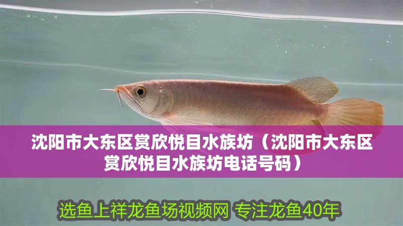 沈陽(yáng)市大東區(qū)賞欣悅目水族坊（沈陽(yáng)市大東區(qū)賞欣悅目水族坊電話號(hào)碼） 沈陽(yáng)市大東區(qū)賞欣悅目水族坊（沈陽(yáng)市大東區(qū)賞欣悅目水族坊電話號(hào)碼） 全國(guó)水族館企業(yè)名錄 第3張
