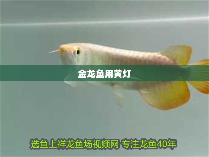 金龍魚(yú)用黃燈