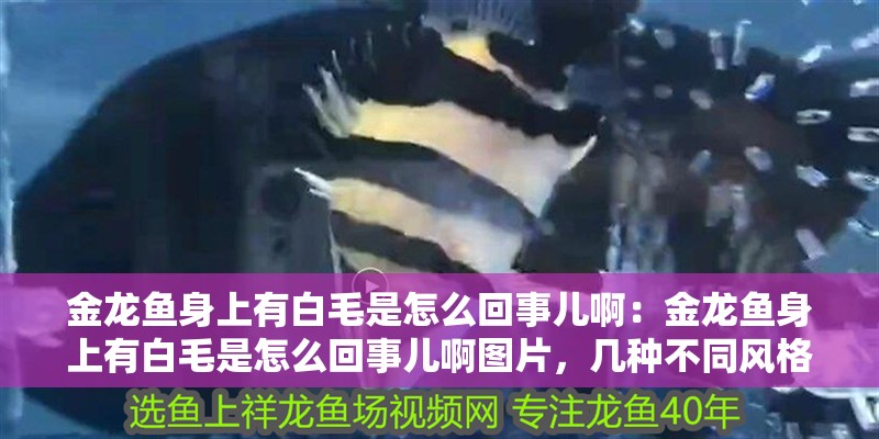 金龍魚身上有白毛是怎么回事兒啊：金龍魚身上有白毛是怎么回事兒啊圖片，幾種不同風格的標題供你參考，，疑問好奇風，驚！金龍魚身上為何長出白毛？附圖揭秘，科普探究風，探秘金龍魚身上出現白毛的原因（含圖片解析），直白陳述風，金龍魚身現白毛現象 金龍魚身上有白毛是怎么回事兒啊：金龍魚身上有白毛是怎么回事兒啊圖片，幾種不同風格的標題供你參考，，疑問好奇風，驚！金龍魚身上為何長出白毛？附圖揭秘，科普探究風，探秘金龍魚身上出現白毛的原因（含圖片解析），直白陳述風，金龍魚身現白毛現象 水族問答