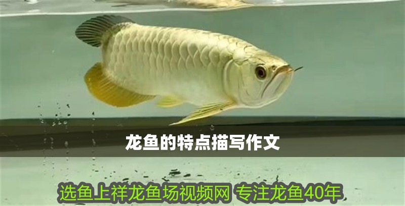 龍魚的特點描寫作文