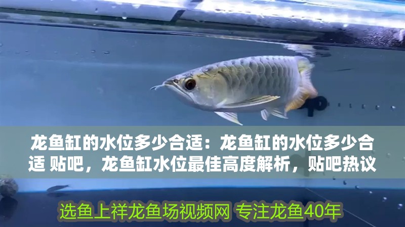 龍魚(yú)缸的水位多少合適：龍魚(yú)缸的水位多少合適 貼吧，龍魚(yú)缸水位最佳高度解析，貼吧熱議