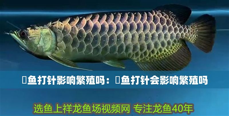 魟魚打針影響繁殖嗎：魟魚打針會影響繁殖嗎 魟魚打針影響繁殖嗎：魟魚打針會影響繁殖嗎 魟魚百科 第2張