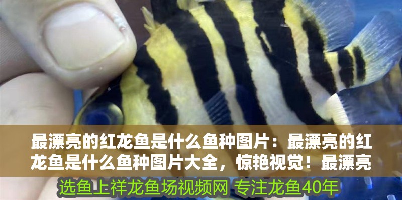最漂亮的紅龍魚是什么魚種圖片：最漂亮的紅龍魚是什么魚種圖片大全，驚艷視覺！最漂亮的紅龍魚魚