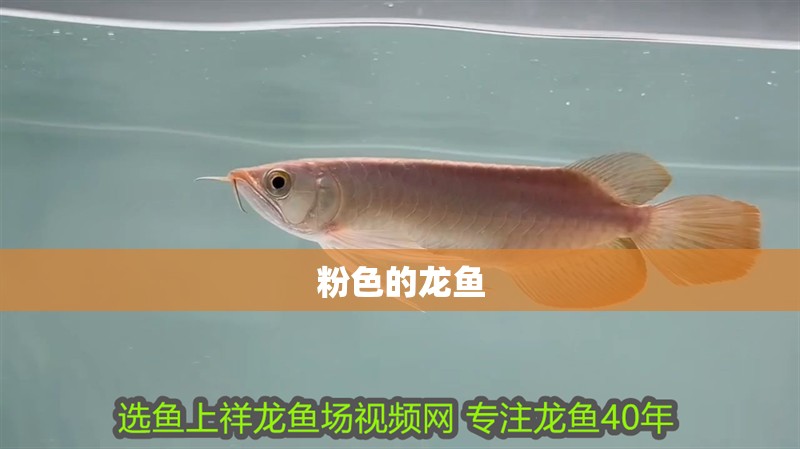 粉色的龍魚