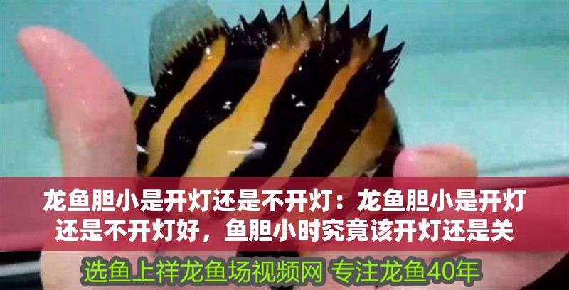 龍魚膽小是開燈還是不開燈：龍魚膽小是開燈還是不開燈好，魚膽小時究竟該開燈還是關