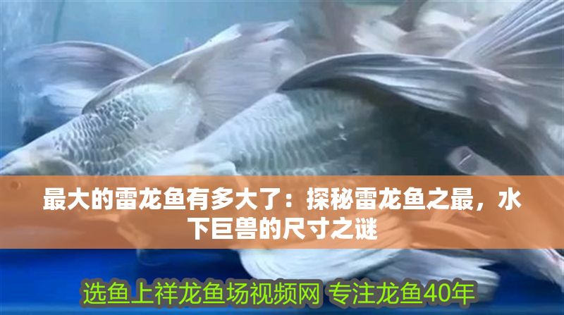 最大的雷龍魚有多大了：探秘雷龍魚之最，水下巨獸的尺寸之謎