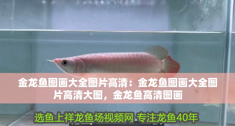 金龍魚圖畫大全圖片高清：金龍魚圖畫大全圖片高清大圖，金龍魚高清圖畫