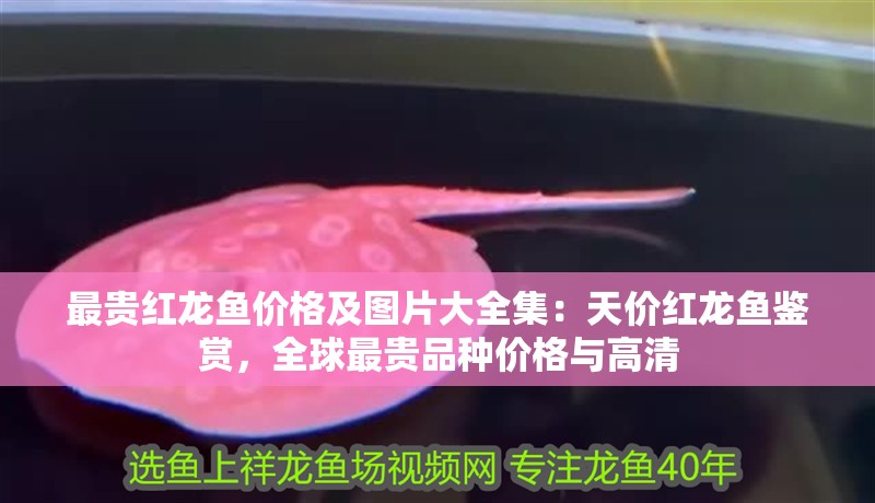 最貴紅龍魚價格及圖片大全集：天價紅龍魚鑒賞，全球最貴品種價格與高清 最貴紅龍魚價格及圖片大全集：天價紅龍魚鑒賞，全球最貴品種價格與高清 水族問答