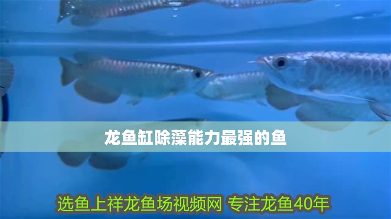 龍魚缸除藻能力最強的魚 龍魚缸除藻能力最強的魚 龍魚百科 第2張