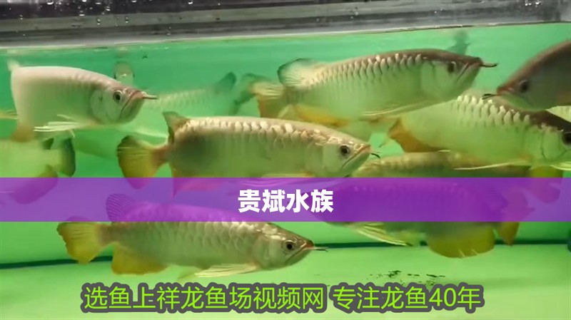貴斌水族