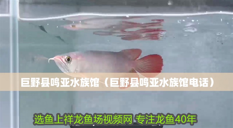 巨野縣鳴亞水族館（巨野縣鳴亞水族館電話）