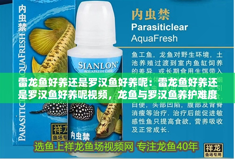 雷龍魚好養還是羅漢魚好養呢:雷龍魚好養還是羅漢魚好養呢視頻,龍魚與羅漢魚養護難度大比拼 水族問答 雷龍魚好養還是羅漢魚好養呢:雷龍魚好養還是羅漢魚好養呢視頻,龍魚與羅漢魚養護難度大比拼 雷龍魚好養還是羅漢魚好養呢:雷龍魚好養還是羅漢魚好養呢視頻,龍魚與羅漢魚養護難度大比拼 水族問答
