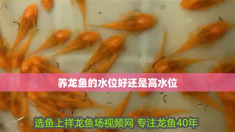 養(yǎng)龍魚(yú)的水位好還是高水位