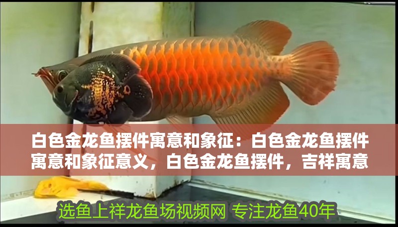 白色金龍魚擺件寓意和象征：白色金龍魚擺件寓意和象征意義，白色金龍魚擺件，吉祥寓意與深刻象征解析