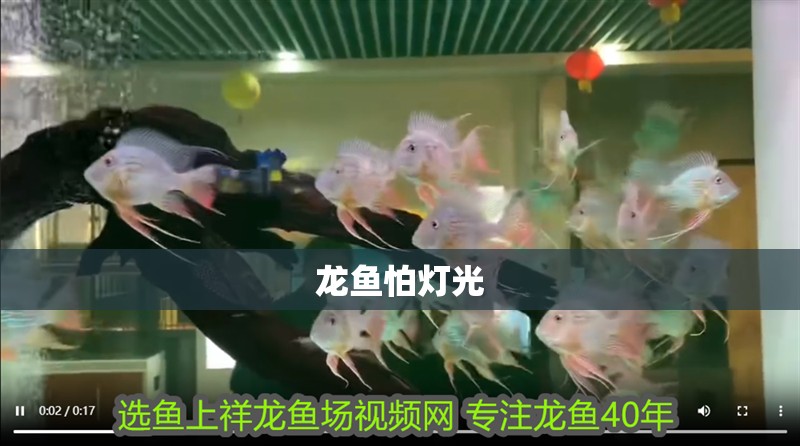 龍魚怕燈光