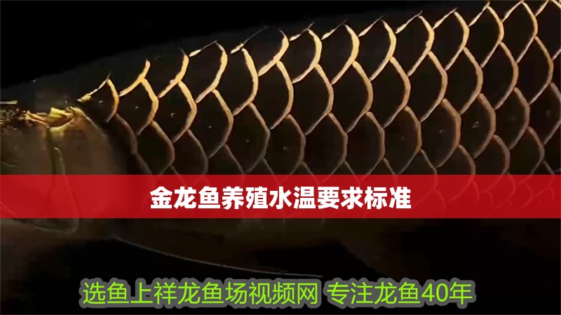 金龍魚養殖水溫要求標準