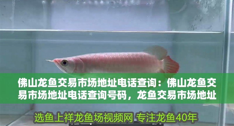 佛山龍魚交易市場地址電話查詢：佛山龍魚交易市場地址電話查詢號碼，龍魚交易市場地址及聯系電話查詢指南 佛山龍魚交易市場地址電話查詢：佛山龍魚交易市場地址電話查詢號碼，龍魚交易市場地址及聯系電話查詢指南 水族問答
