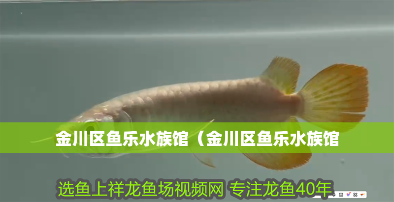 金川區(qū)魚樂水族館(金川區(qū)魚樂水族館 全國水族館企業(yè)名錄 第2張 金川區(qū)魚樂水族館(金川區(qū)魚樂水族館 金川區(qū)魚樂水族館(金川區(qū)魚樂水族館 全國水族館企業(yè)名錄 第2張