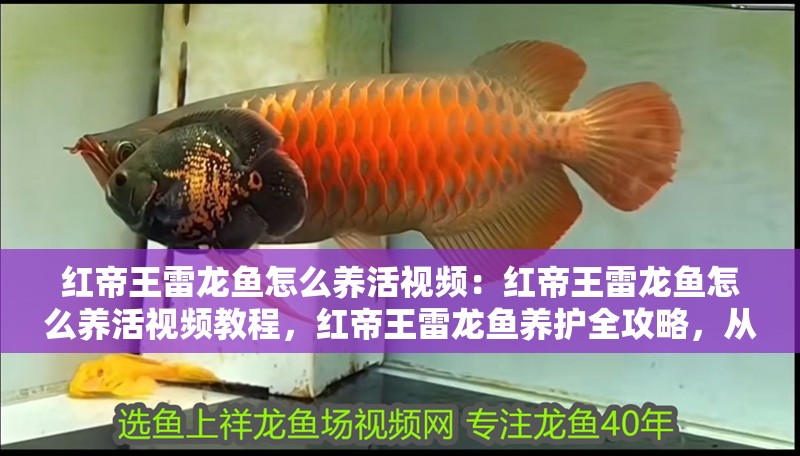 紅帝王雷龍魚怎么養(yǎng)活視頻：紅帝王雷龍魚怎么養(yǎng)活視頻教程，紅帝王雷龍魚養(yǎng)護(hù)全攻略，從入門到精通的視頻 紅帝王雷龍魚怎么養(yǎng)活視頻：紅帝王雷龍魚怎么養(yǎng)活視頻教程，紅帝王雷龍魚養(yǎng)護(hù)全攻略，從入門到精通的視頻 水族問(wèn)答