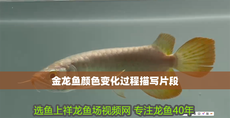金龍魚顏色變化過程描寫片段