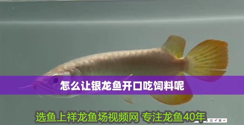 怎么讓銀龍魚開口吃飼料呢