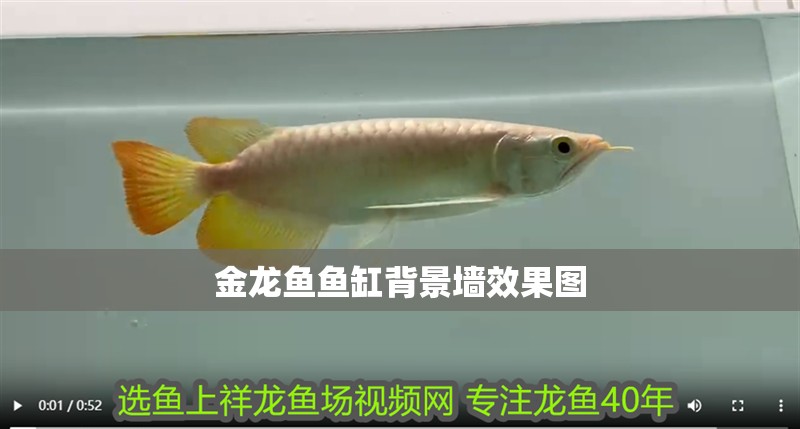 金龍魚魚缸背景墻效果圖