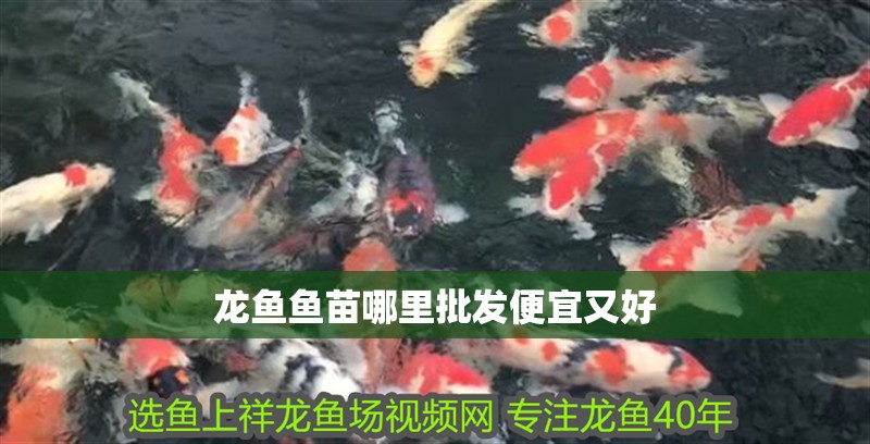 龍魚魚苗哪里批發便宜又好