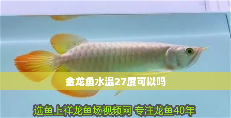 金龍魚水溫27度可以嗎