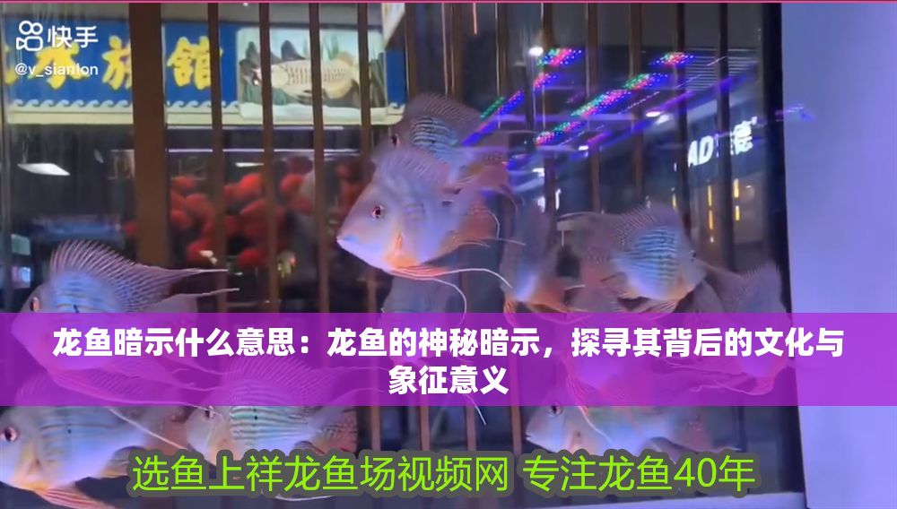 龍魚暗示什么意思：龍魚的神秘暗示，探尋其背后的文化與象征意義