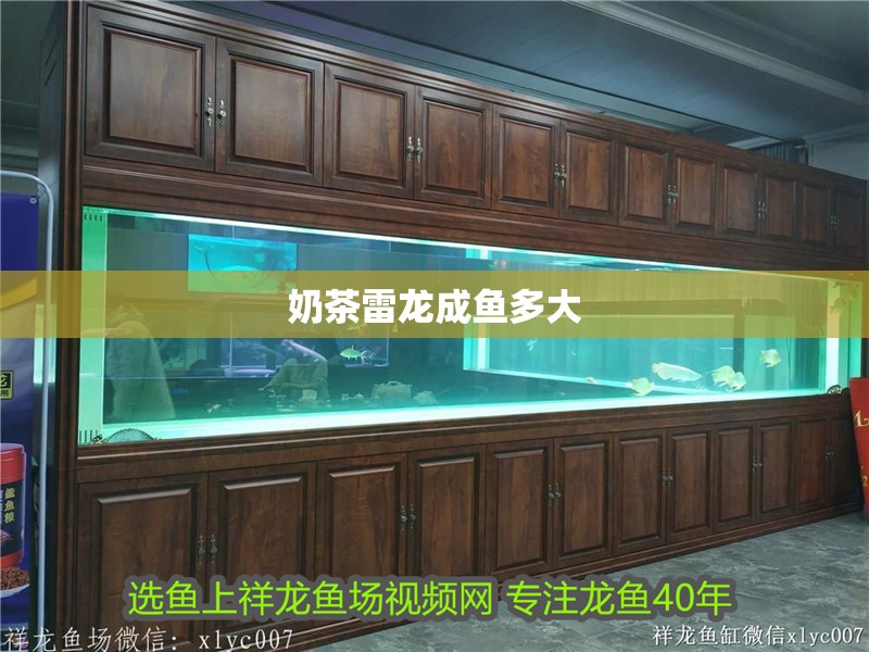 奶茶雷龍成魚多大