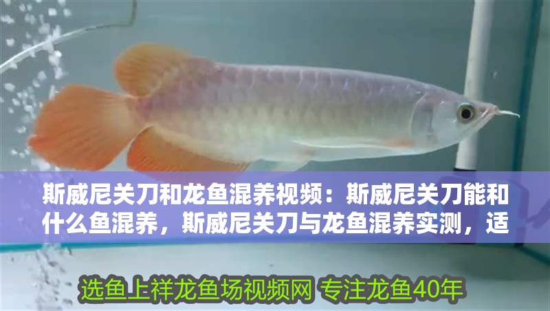 斯威尼關(guān)刀和龍魚混養(yǎng)視頻：斯威尼關(guān)刀能和什么魚混養(yǎng)，斯威尼關(guān)刀與龍魚混養(yǎng)實測，適配