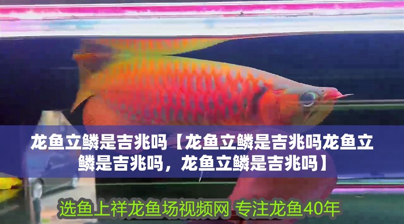 龍魚立鱗是吉兆嗎【龍魚立鱗是吉兆嗎龍魚立鱗是吉兆嗎，龍魚立鱗是吉兆嗎】