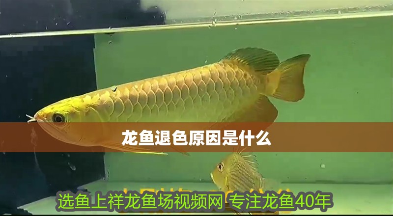 龍魚退色原因是什么 龍魚退色原因是什么 龍魚百科 第2張