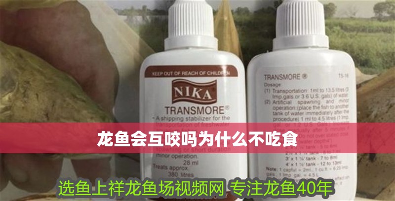 龍魚會互咬嗎為什么不吃食 龍魚會互咬嗎為什么不吃食 龍魚百科 第2張