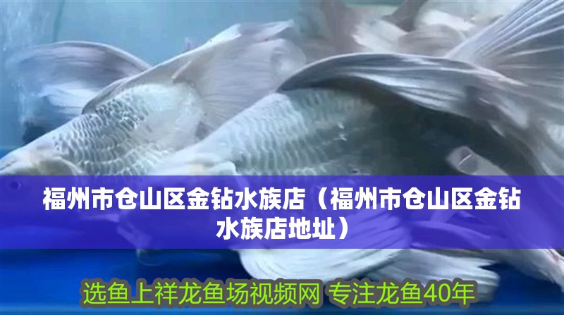 福州市倉山區金鉆水族店（福州市倉山區金鉆水族店地址）