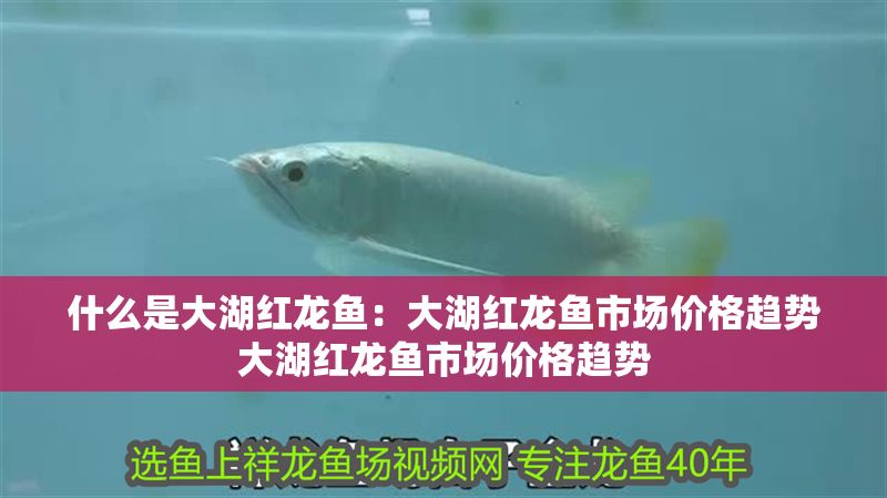 什么是大湖紅龍魚：大湖紅龍魚市場價格趨勢大湖紅龍魚市場價格趨勢 什么是大湖紅龍魚：大湖紅龍魚市場價格趨勢大湖紅龍魚市場價格趨勢 大湖紅龍魚百科 第1張