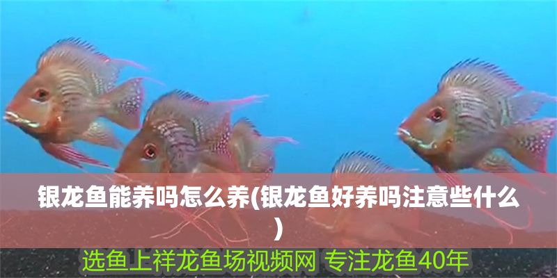 銀龍魚能養嗎怎么養(銀龍魚好養嗎注意些什么)