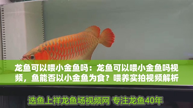 龍魚可以喂小金魚嗎：龍魚可以喂小金魚嗎視頻，魚能否以小金魚為食？喂養實拍視頻解析
