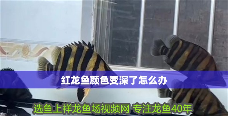 紅龍魚顏色變深了怎么辦